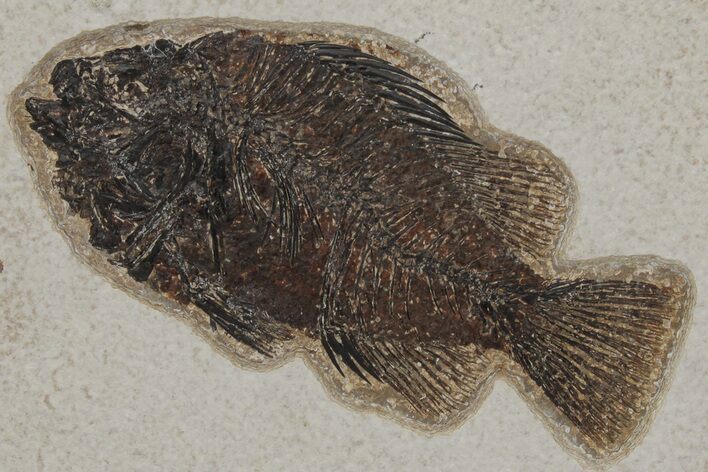 Fossil Fish (Cockerellites) - Green River Formation #211215